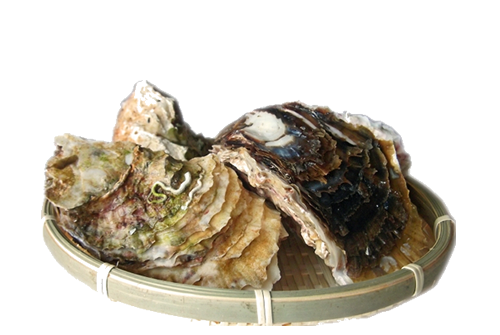 若狭の天然岩牡蠣